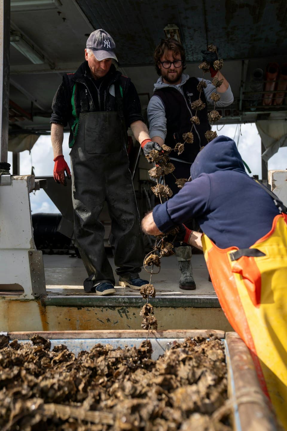 Three workers harvest oysters on a boat deck.