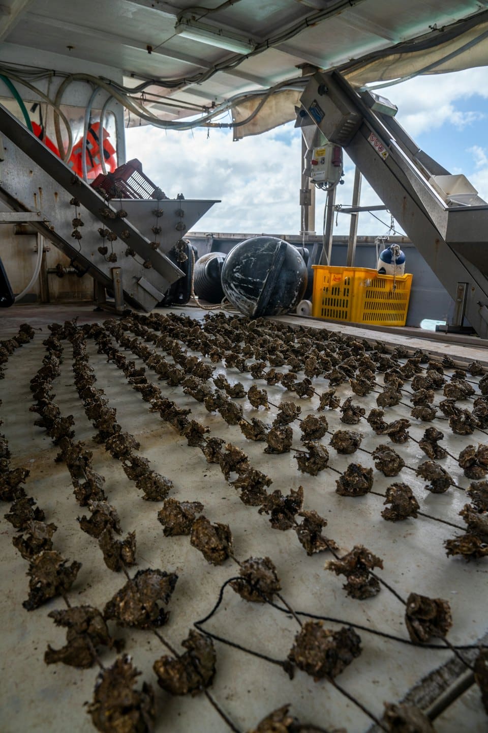 Oysters arranged in rows on an aquaculture vessel deck.
