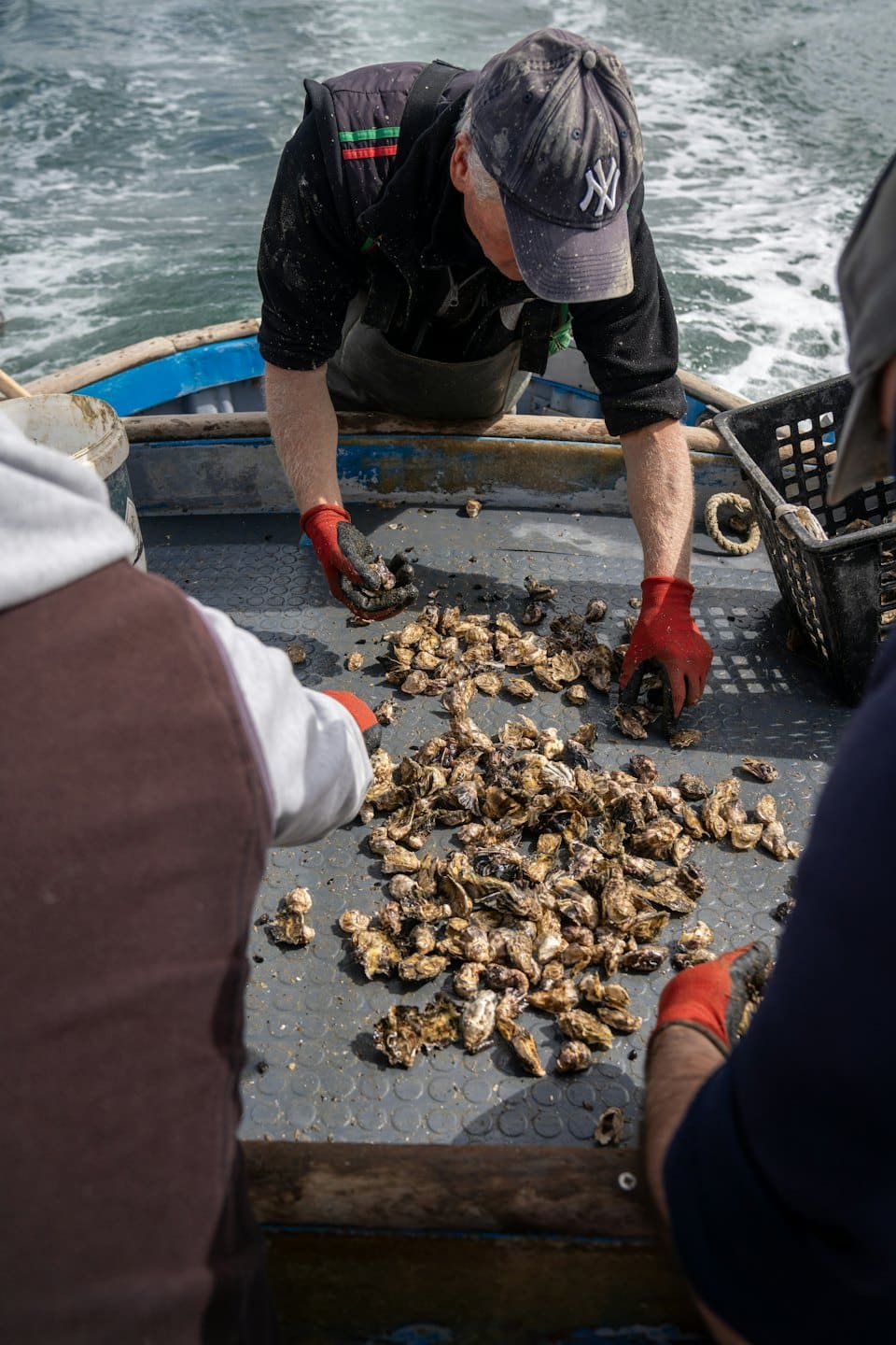 Two people sort fresh oysters on a fishing boat deck.
