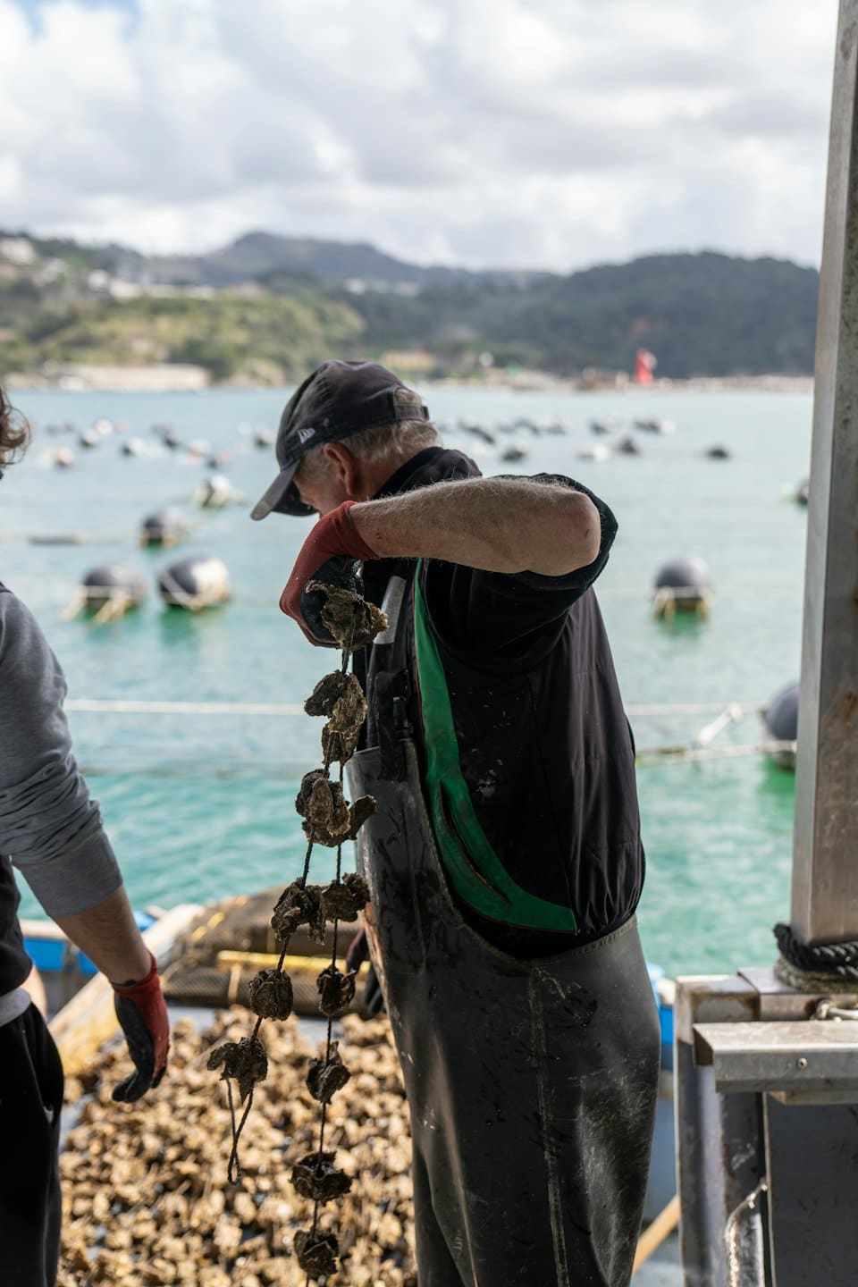 Man in waders and red gloves harvests oysters from a boat.